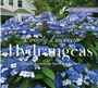 Lovely Lacecap Hydrangeas: Elegant Accents for the Home Garden