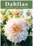 Dahlias: Inspiration, Cultivation and Care for 222 Varieties