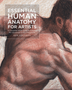 Essential Human Anatomy for Artists