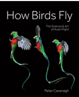 How Birds Fly: The Science and Art of Avian Flight