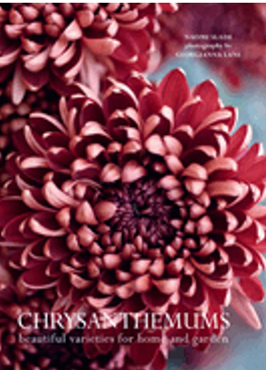 Chrysanthemums: Beautiful Varieties for Home and Garden